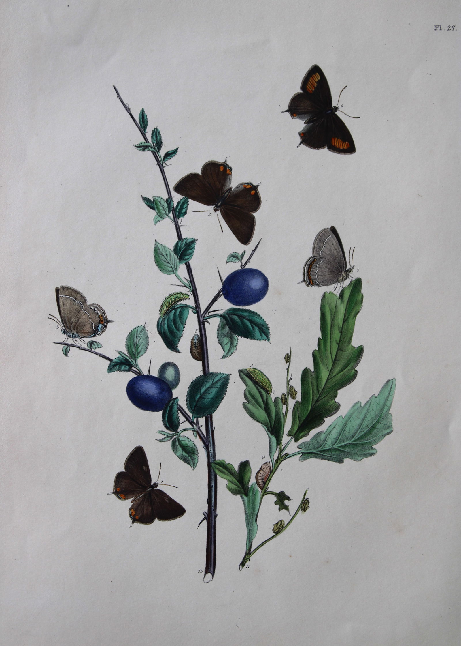 HN Humphreys - Hand coloured lithograph of British butterflies 1841: This original hand-coloured lithograph, arranged and illustrated by H.N. Humphreys with descriptions by J. O. Westwood, is from British Butterflies and their Transformations, published in London 1841.