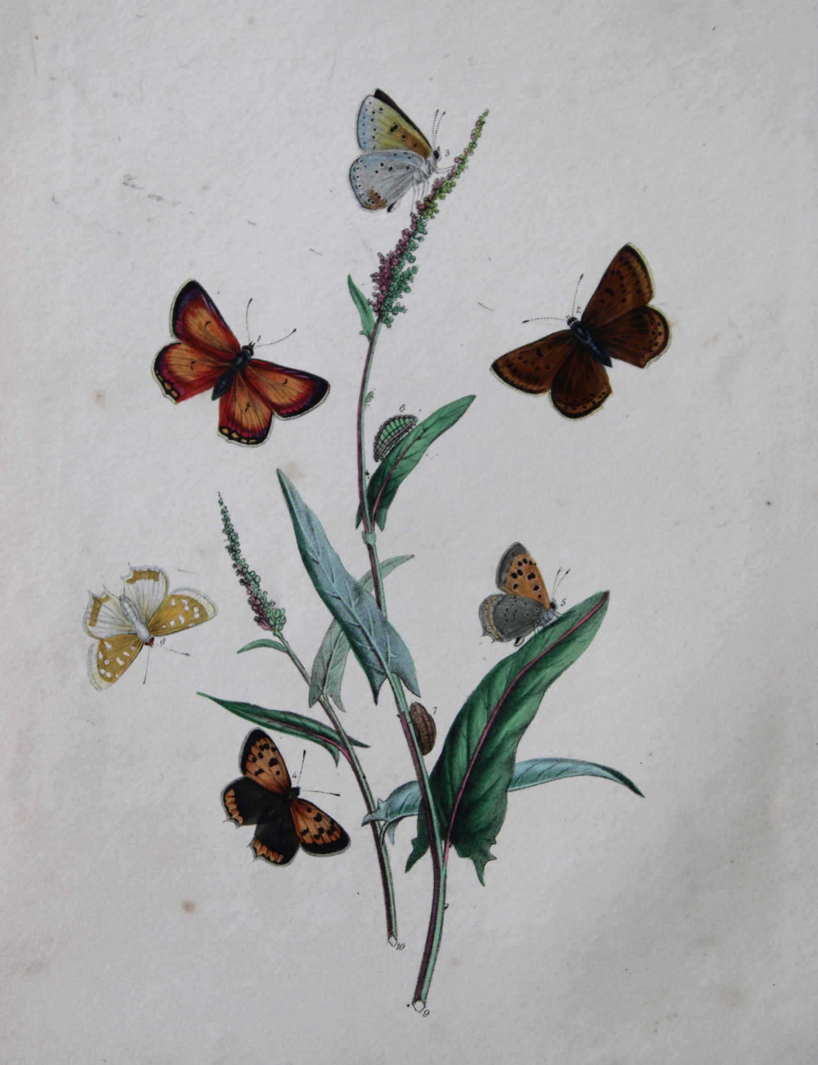 HN Humphreys - Hand coloured lithograph of British butterflies 1841 (1 of 2)