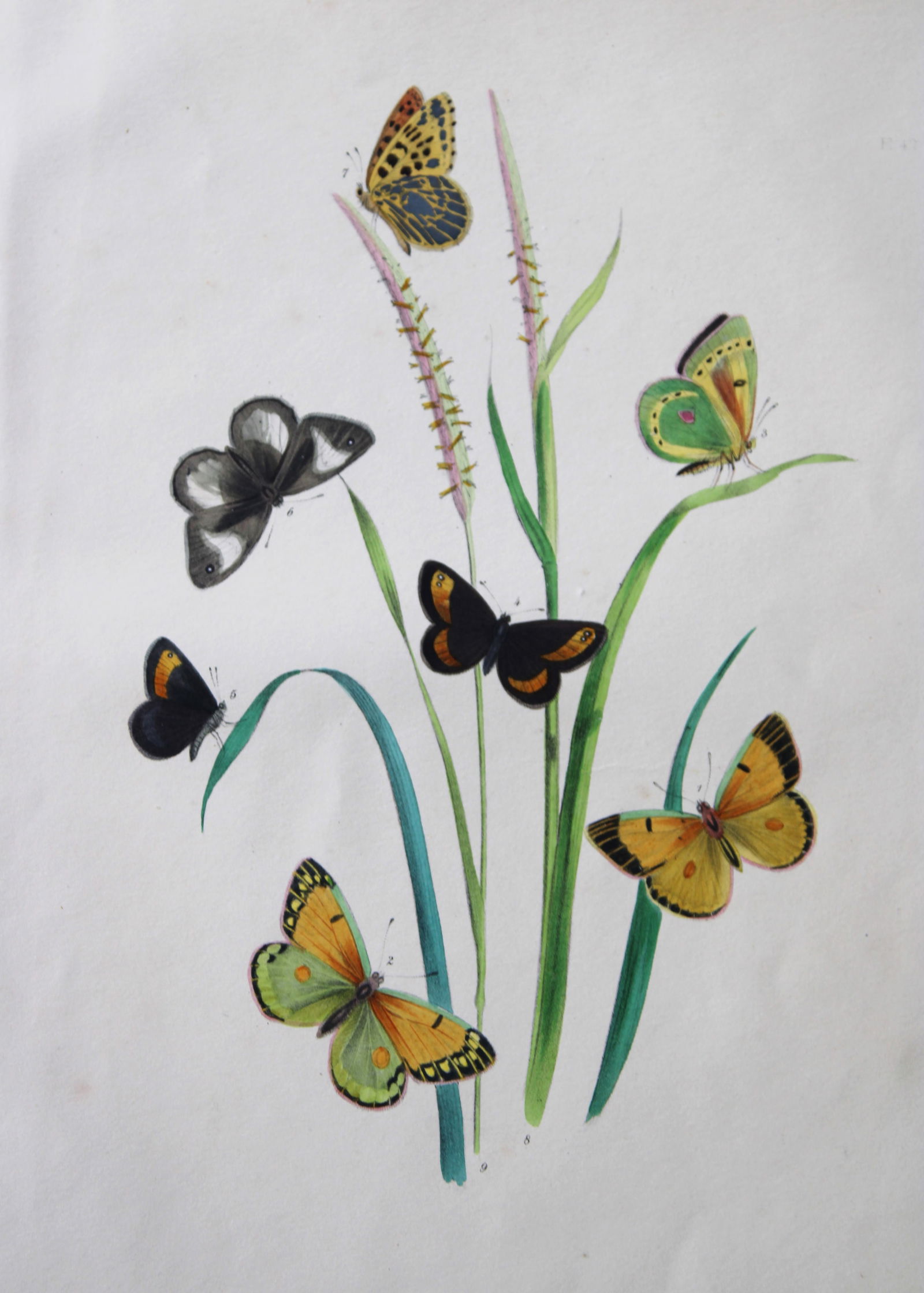 HN Humphreys - Hand coloured lithograph of British butterflies 1841 (1 of 1)