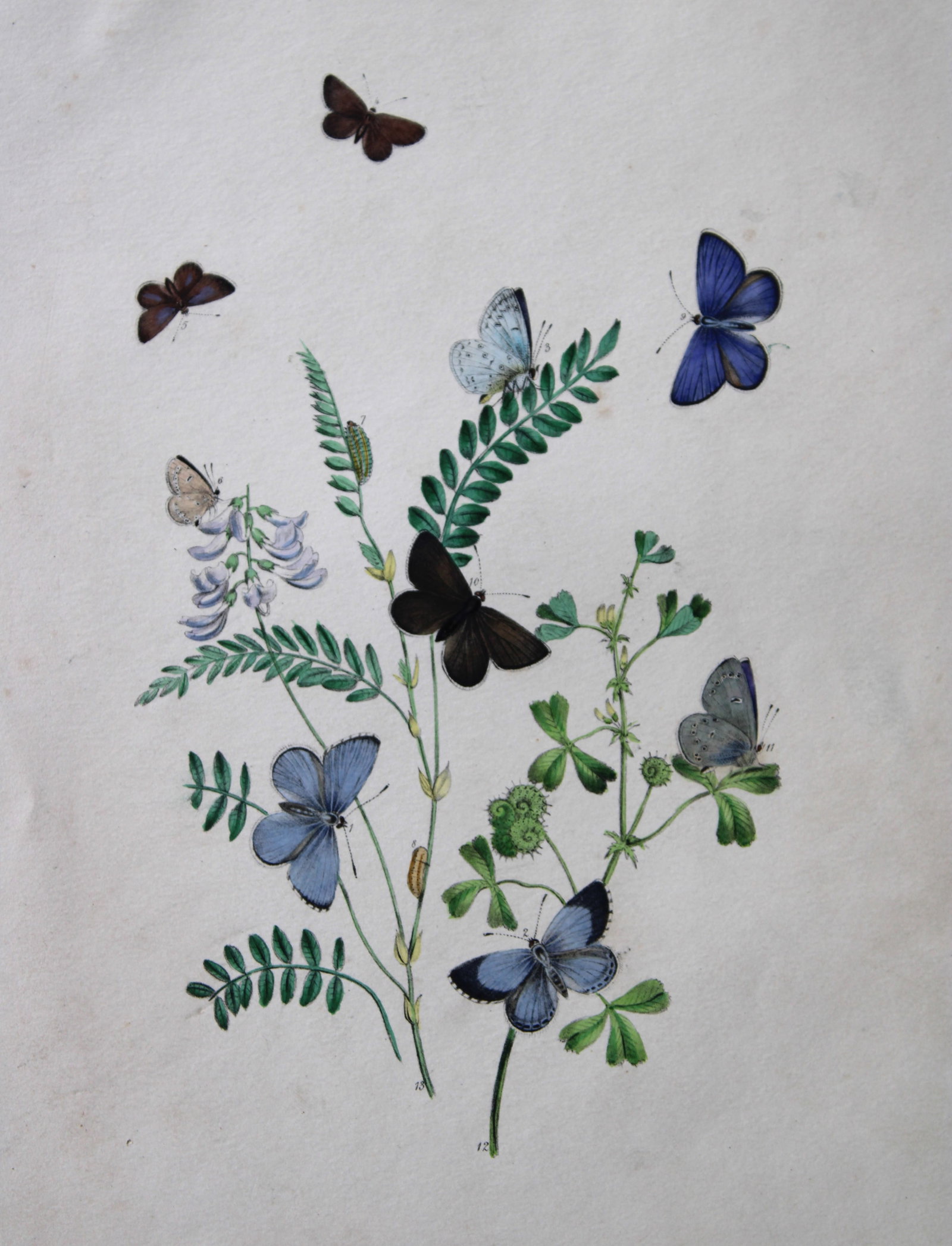 HN Humphreys - Hand coloured lithograph of British butterflies 1841 (1 of 2)