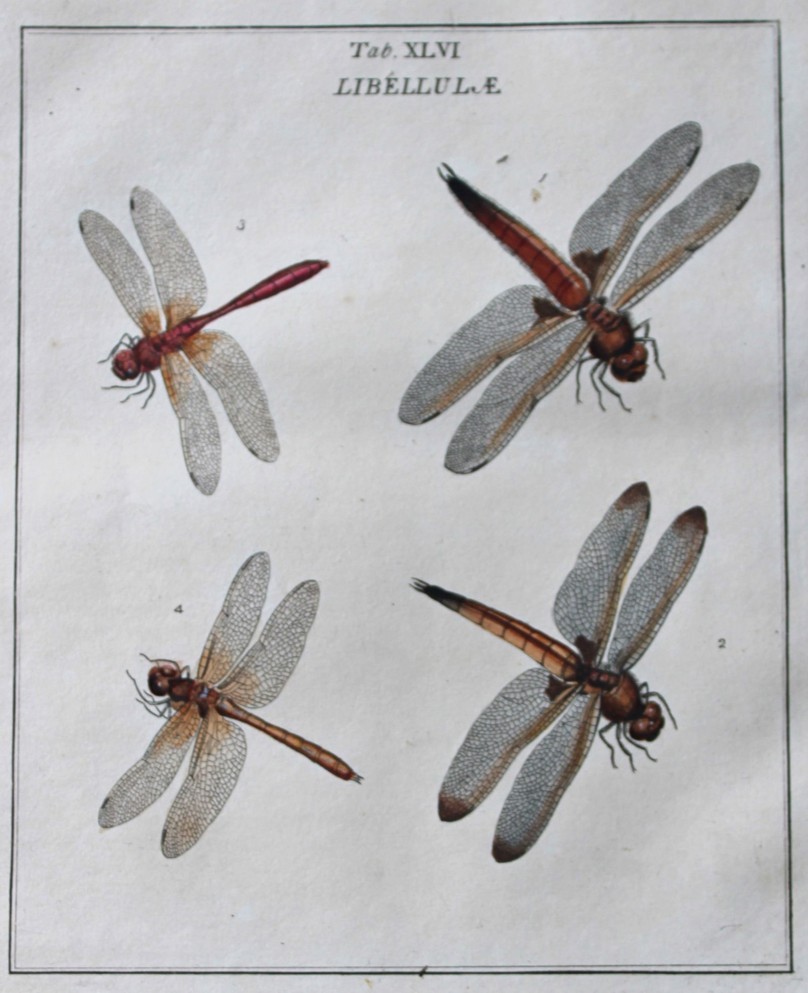 Moses Harris - Rare hand coloured engraving of Dragonflies 1776 (1 of 1)