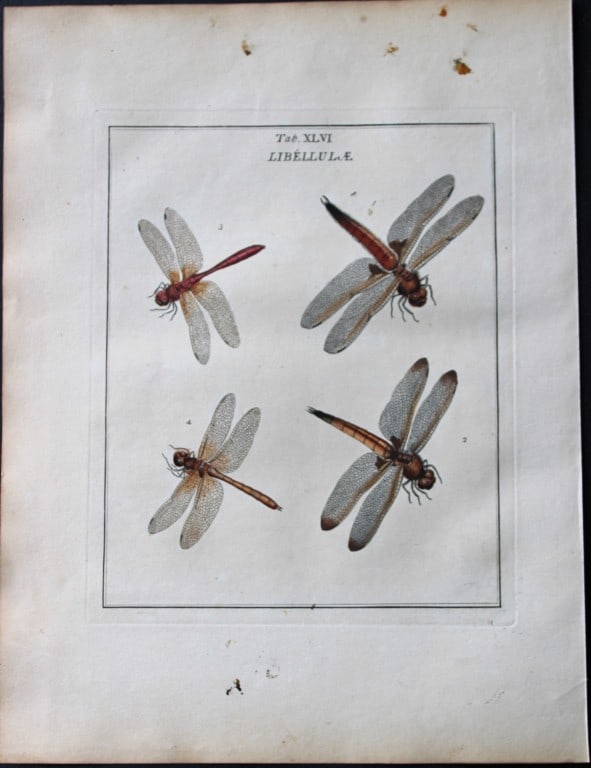 Moses Harris - Rare hand coloured engraving of Dragonflies 1776 (1 of 1)