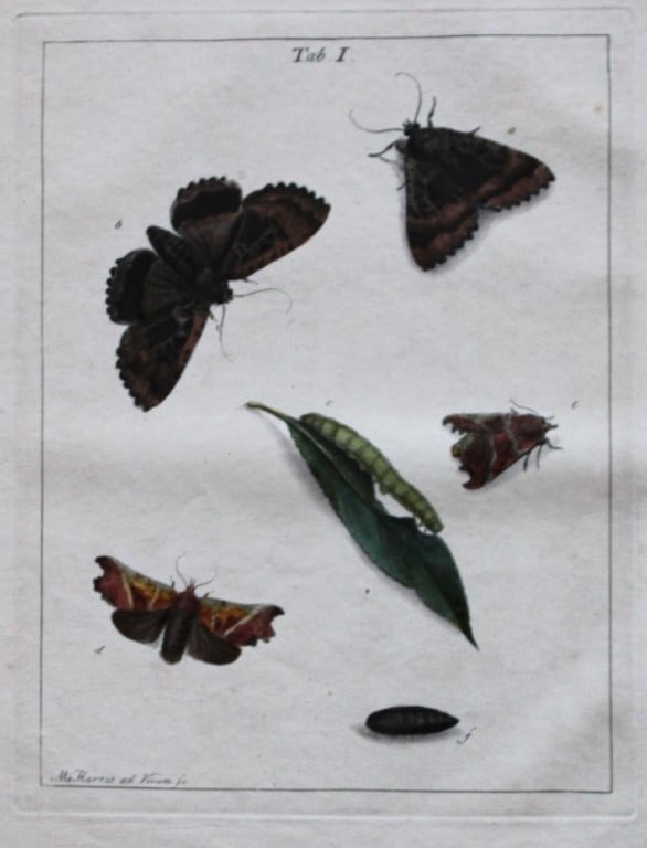 Moses Harris - Rare hand coloured engraving of Moths (Lepidoptera) 1776: This original hand-coloured copper-plate engraving is from An Exposition of English Insects by Moses Harris. Printed for the author by Messrs Robson & Co London 1776.The prints are based on illustrati