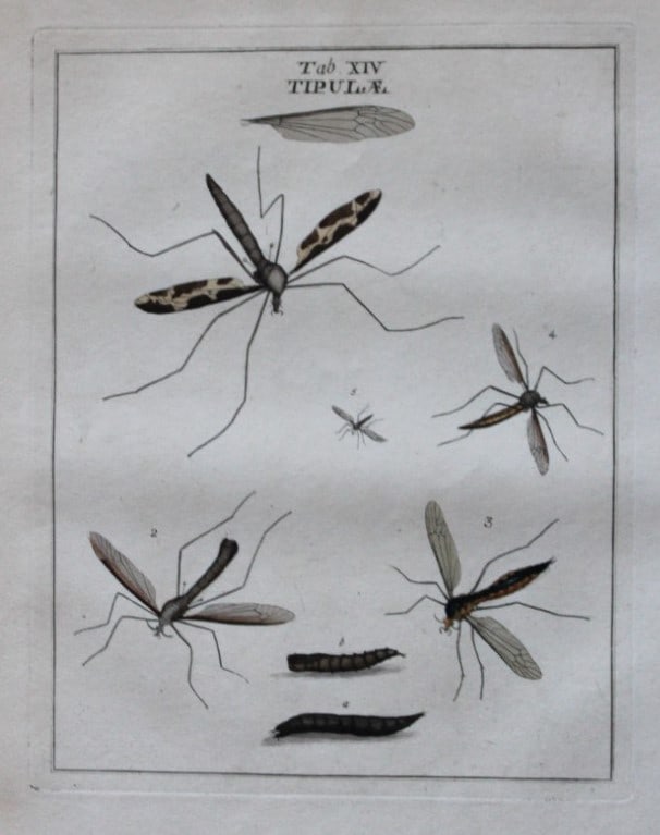 Moses Harris - Rare hand coloured engraving of Crane Flies (Tipulae) 1776: This original hand-coloured copper-plate engraving is from An Exposition of English Insects by Moses Harris. Printed for the author by Messrs Robson & Co London 1776.The prints are based on illustrati