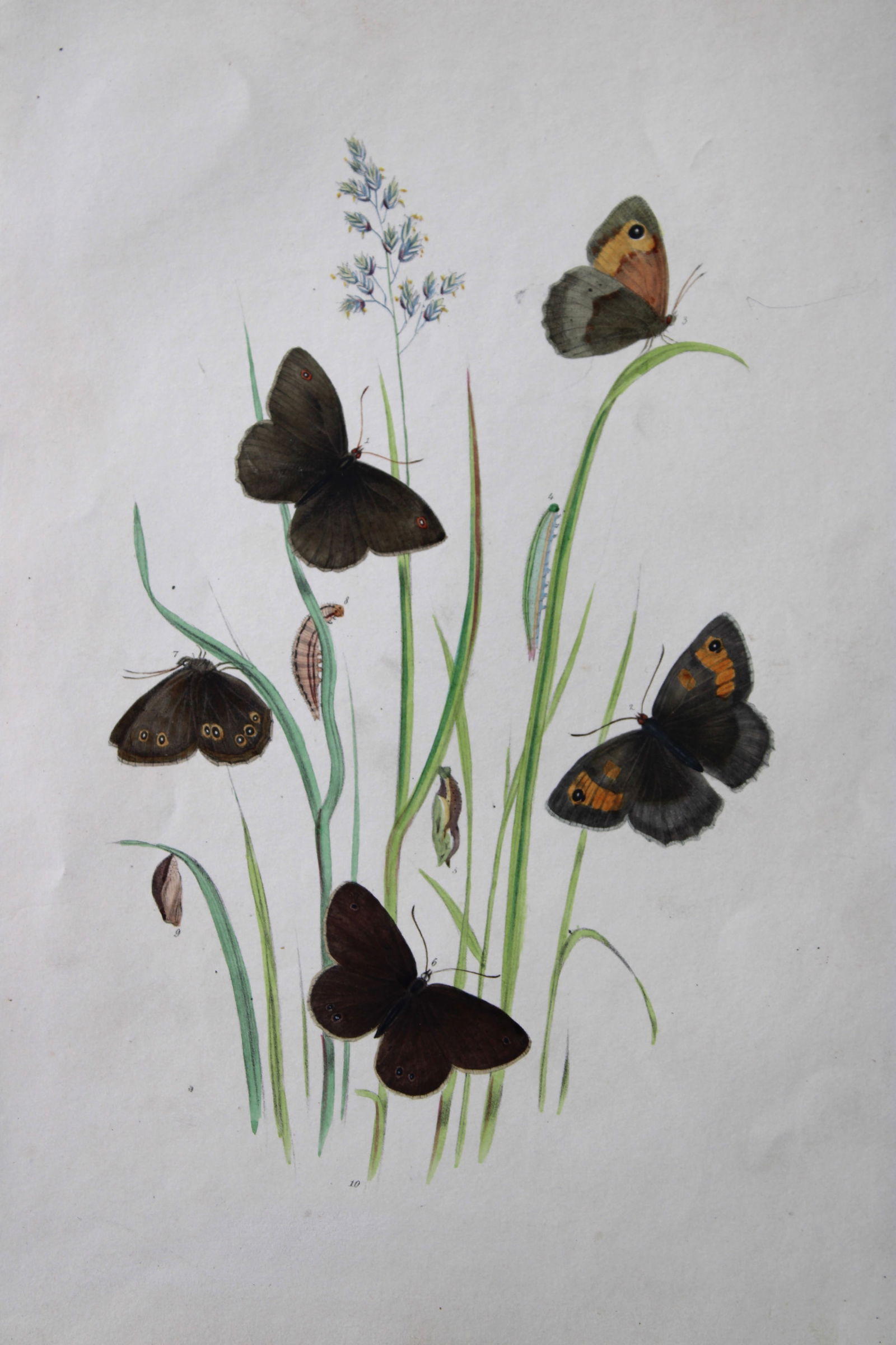 HN Humphreys - Hand coloured lithograph of British butterflies 1841 (1 of 2)
