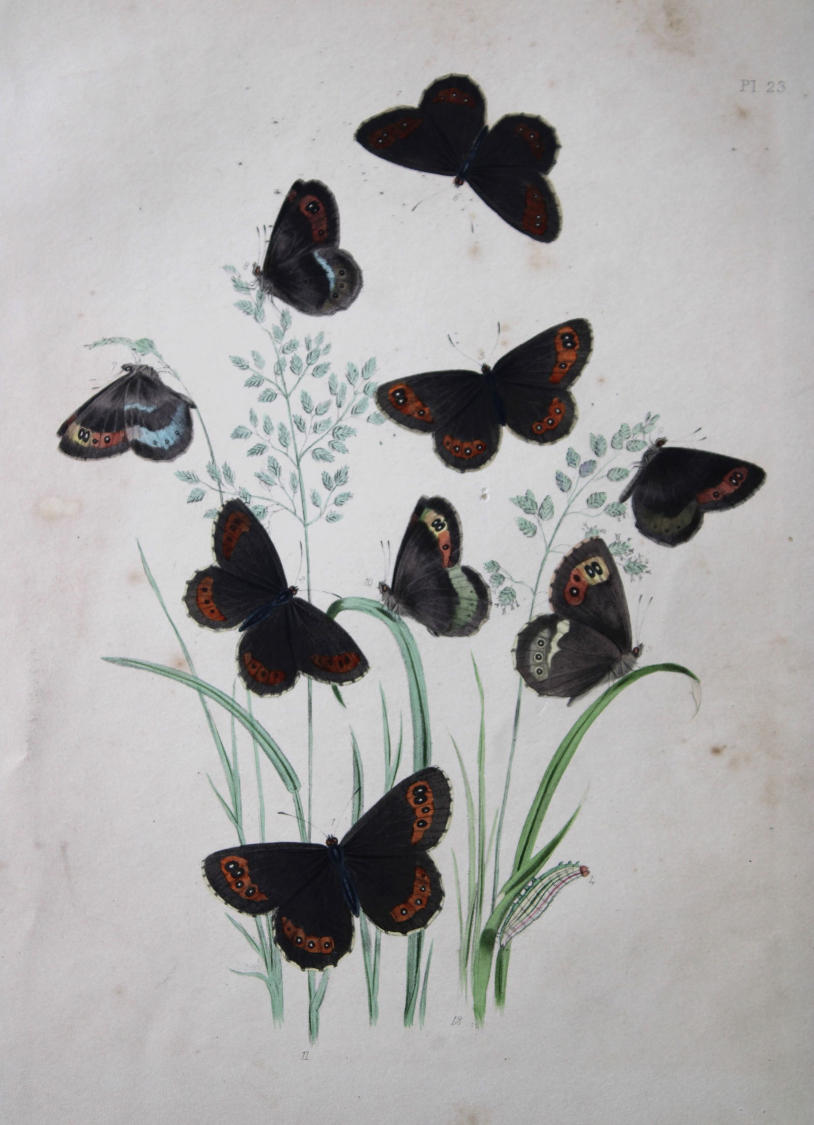 HN Humphreys - Hand coloured lithograph of British butterflies 1841 (1 of 1)