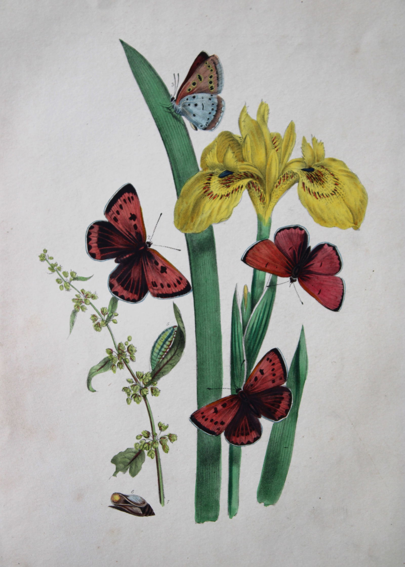 HN Humphreys - Hand coloured lithograph of British butterflies 1841 (1 of 2)