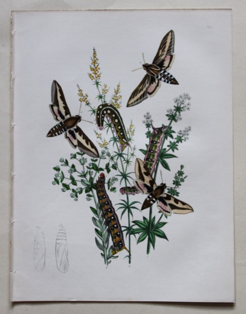 HN Humphreys - Hand coloured lithograph of British Hawk-moths 1843: This original hand coloured lithograph arranged and illustrated by H.N. Humphreys, is from British Moths and their Transformations with characters and descriptions by J. O. Westwood, published by Will
