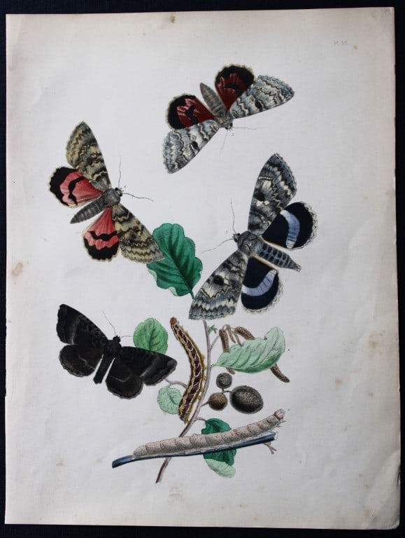 HN Humphreys - Hand coloured lithograph of British-moths 1843 (1 of 1)