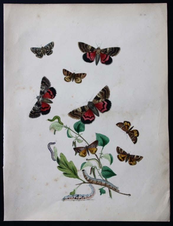 HN Humphreys - Hand coloured lithograph of British-moths 1843 (1 of 1)