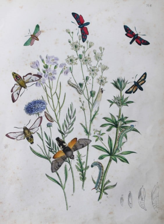 HN Humphreys - Hand coloured lithograph of British-moths 1843: This original hand coloured lithograph arranged and illustrated by H.N. Humphreys, is from British Moths and their Transformations with characters and descriptions by J. O. Westwood, published by Will
