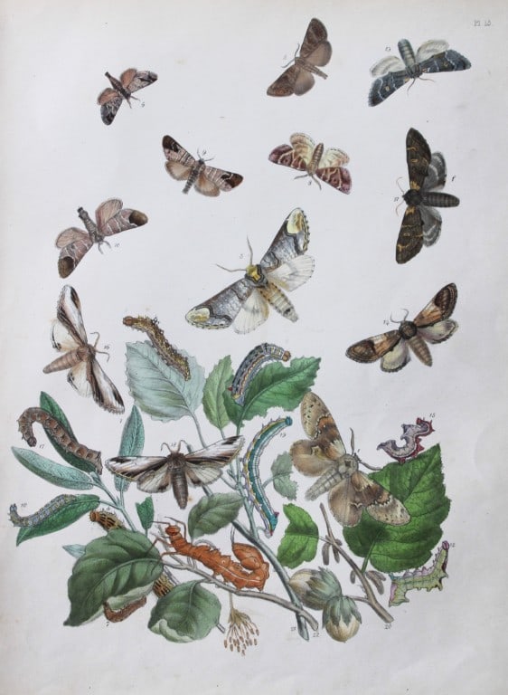 HN Humphreys - Hand coloured lithograph of British-moths 1843 (1 of 1)