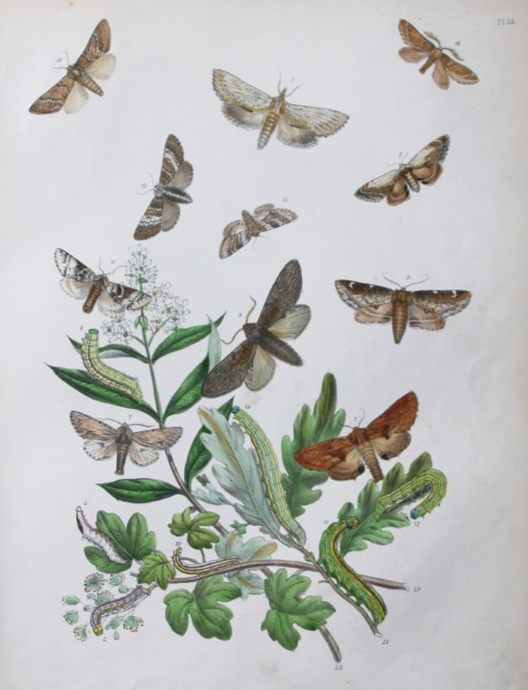 HN Humphreys - Hand coloured lithograph of British-moths 1843 (1 of 1)
