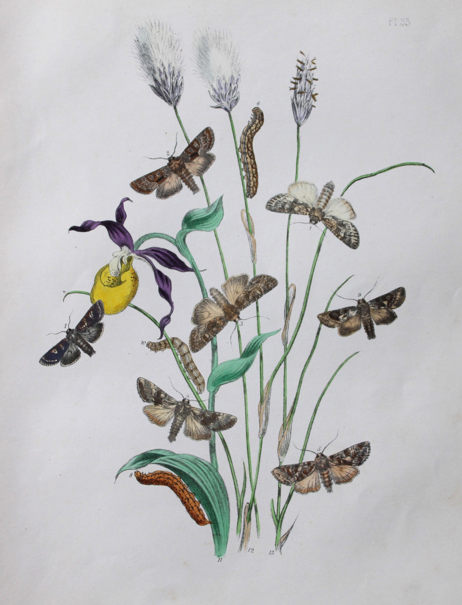 HN Humphreys - Hand coloured lithograph of British-moths 1843: This original hand coloured lithograph arranged and illustrated by H.N. Humphreys, is from British Moths and their Transformations with characters and descriptions by J. O. Westwood, published by Will