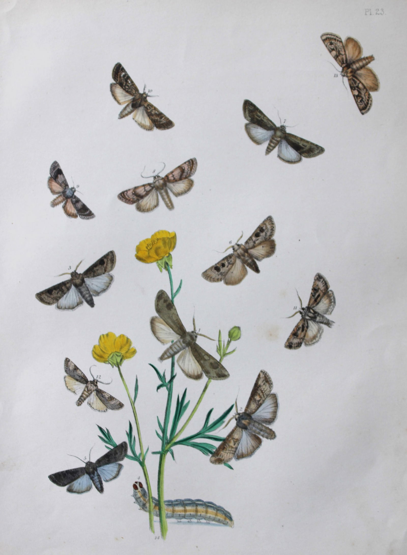 HN Humphreys - Hand coloured lithograph of British-moths 1843: This original hand coloured lithograph arranged and illustrated by H.N. Humphreys, is from British Moths and their Transformations with characters and descriptions by J. O. Westwood, published by Will