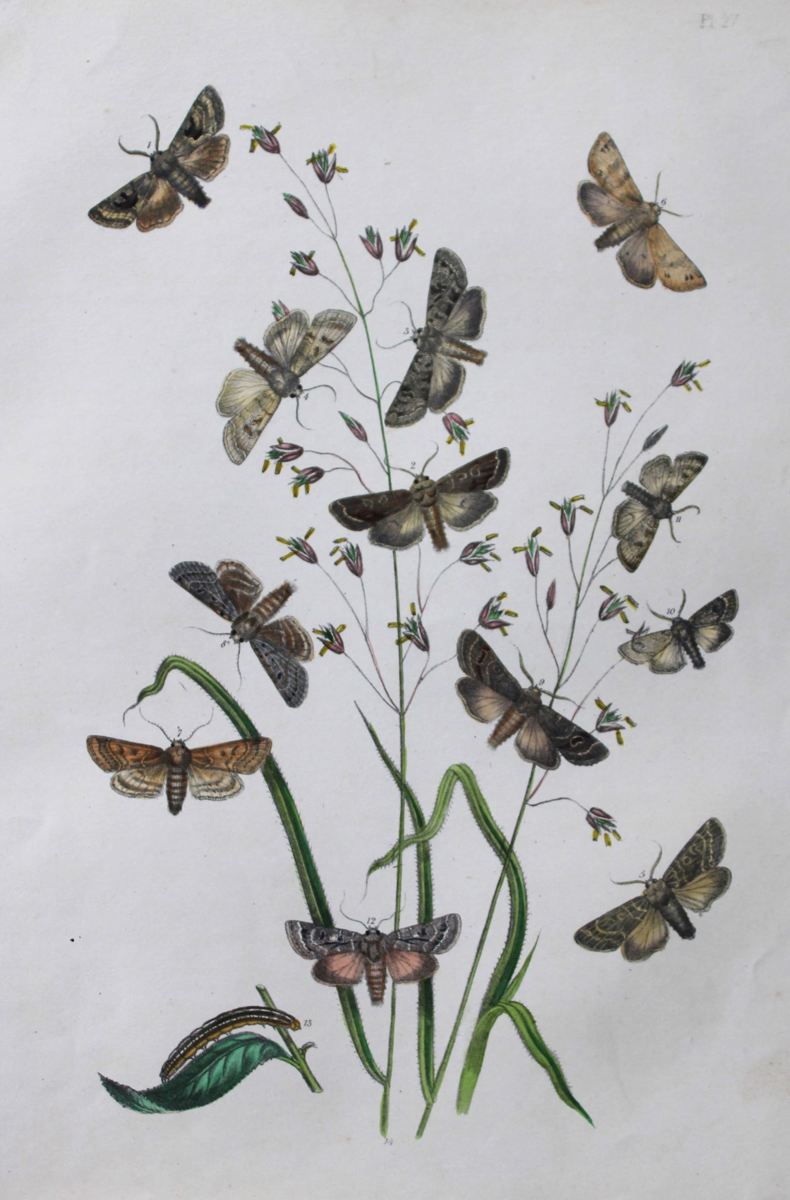 HN Humphreys - Hand coloured lithograph of British-moths 1843 (1 of 1)