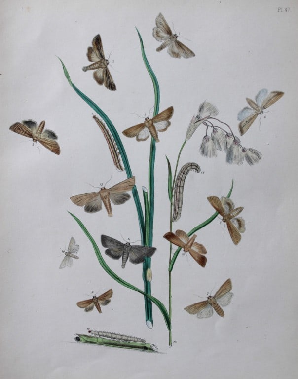 HN Humphreys - Hand coloured lithograph of British-moths 1843 (1 of 1)