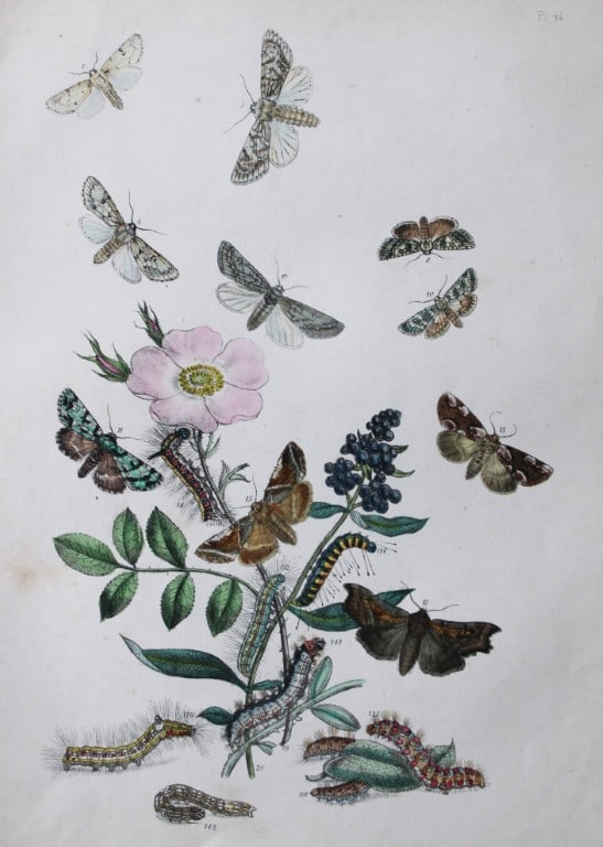 HN Humphreys - Hand coloured lithograph of British-moths 1843 (1 of 1)