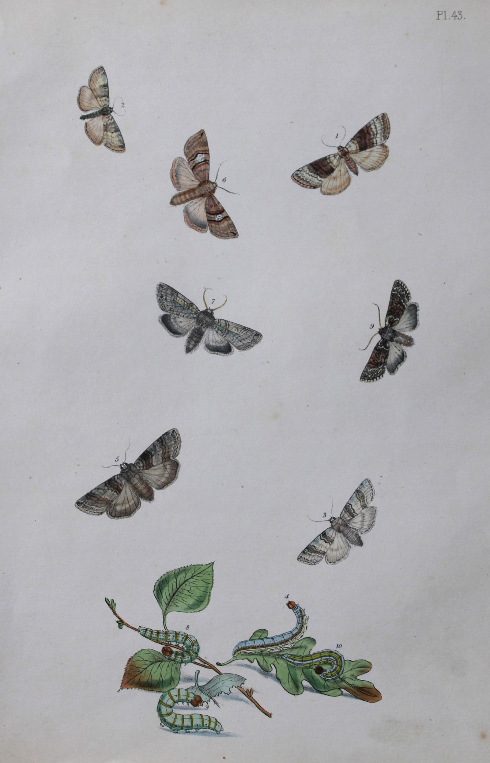 HN Humphreys - Hand coloured lithograph of British-moths 1843 (1 of 1)