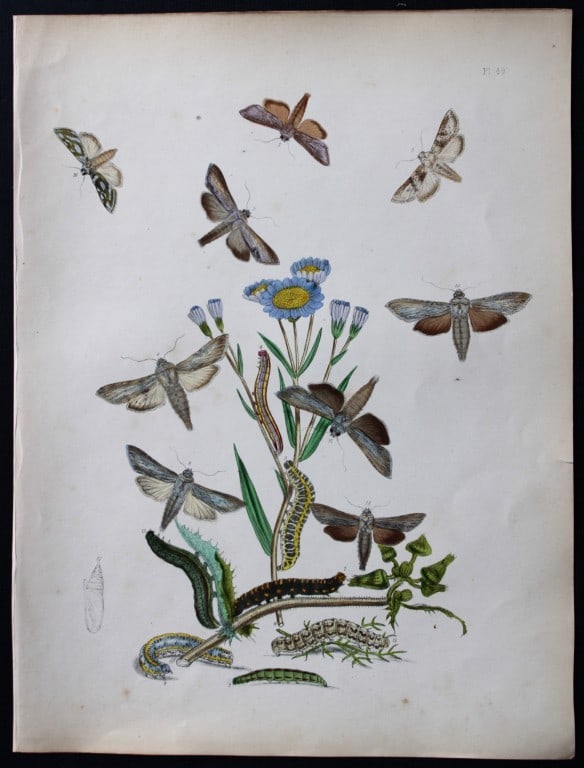 HN Humphreys - Hand coloured lithograph of British-moths 1843 (1 of 1)