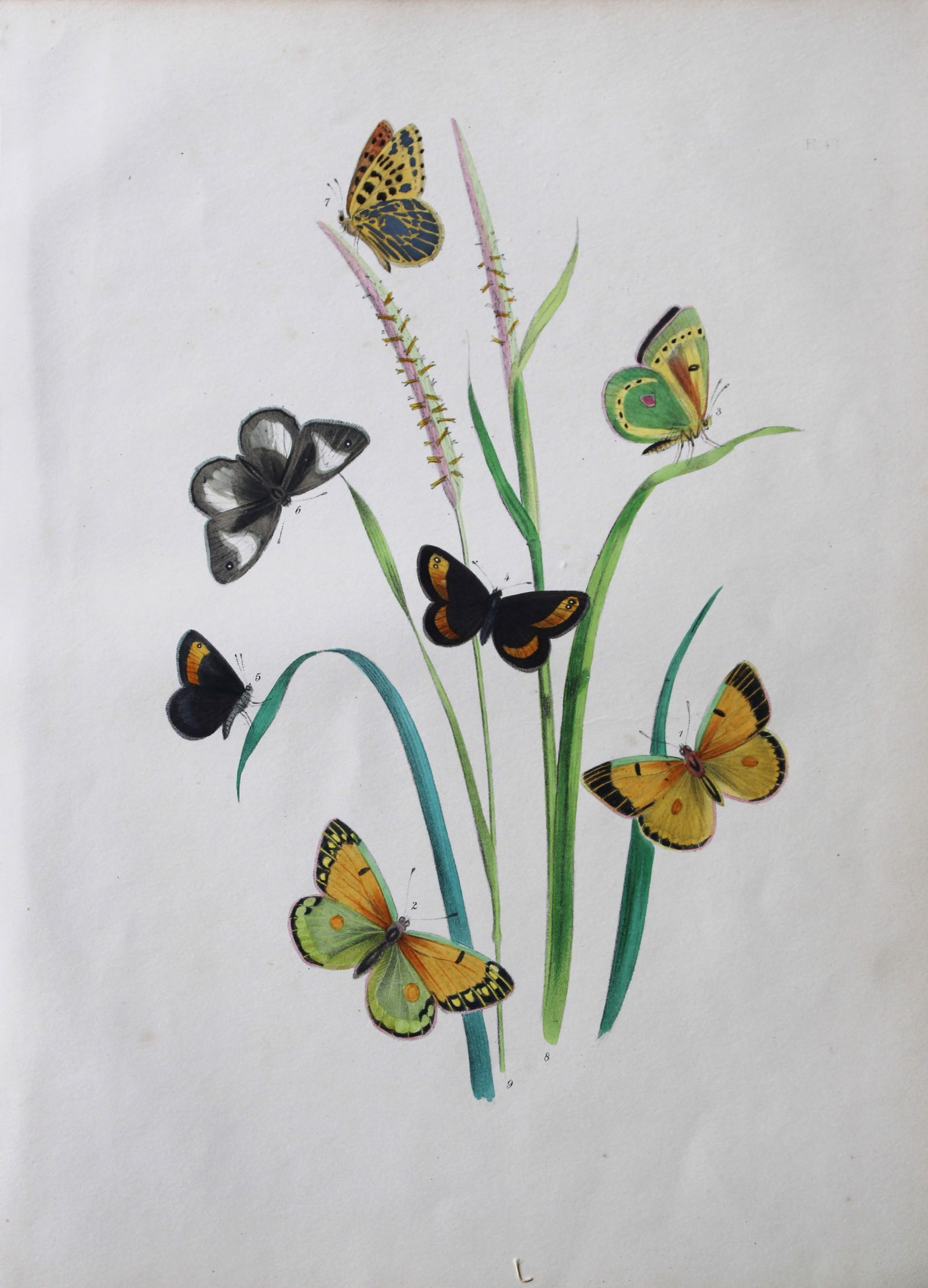 HN Humphreys - Hand coloured lithograph of British butterflies 1841 (1 of 2)