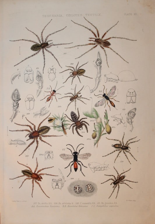 J Blackwall - Hand coloured lithograph of Spiders by Tuffen West 1864 (1 of 1)