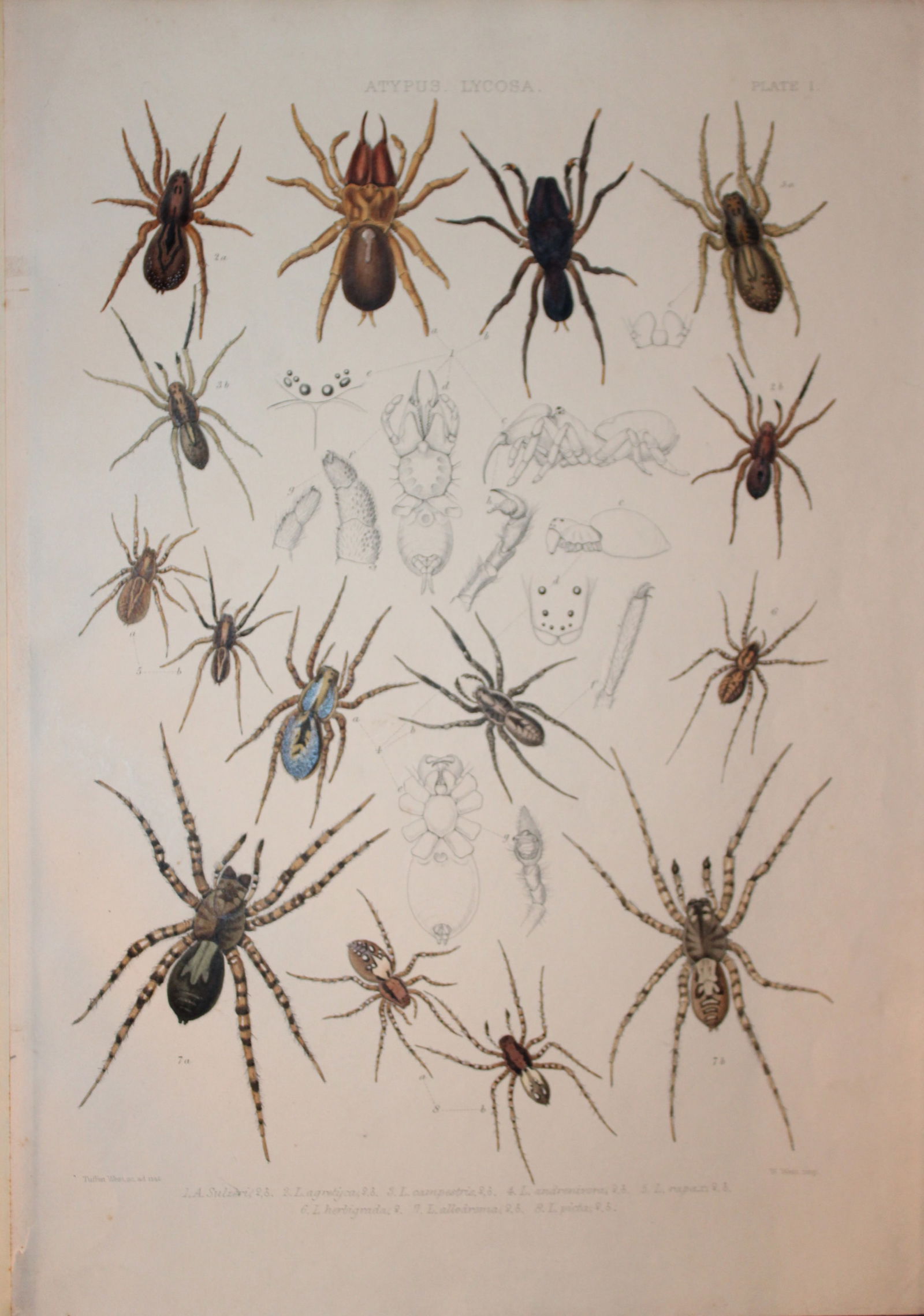 J Blackwall - Hand coloured lithograph of Spiders by Tuffen West 1864 (1 of 1)