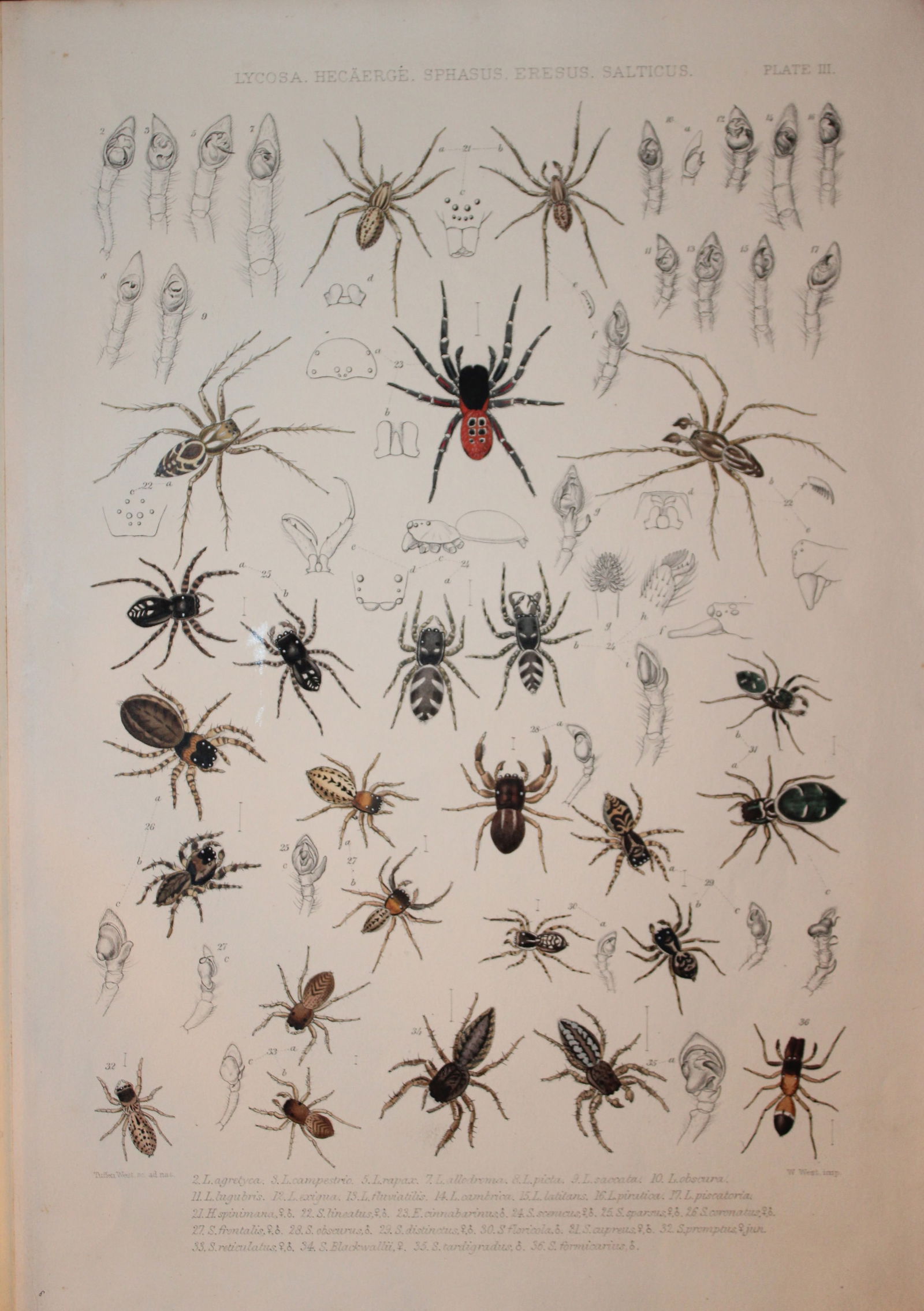J Blackwall - Hand coloured lithograph of Spiders by Tuffen West 1864 (1 of 1)