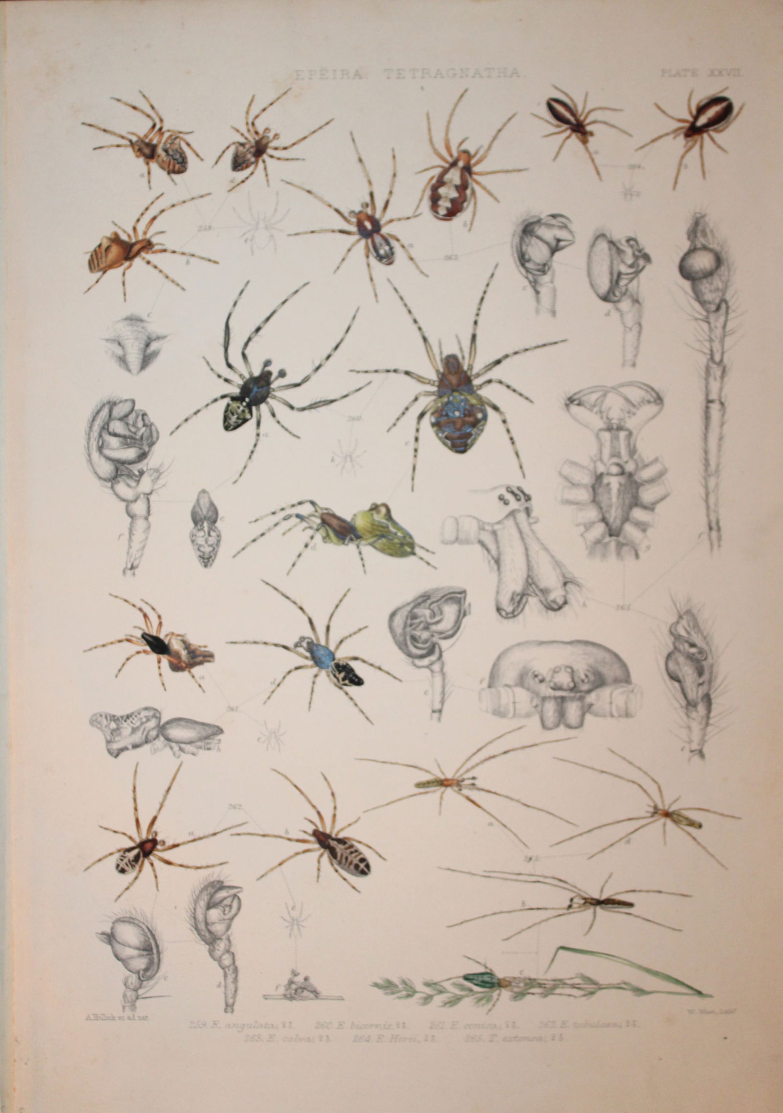 J Blackwall - Hand coloured lithograph of Spiders by Tuffen West 1864 (1 of 1)