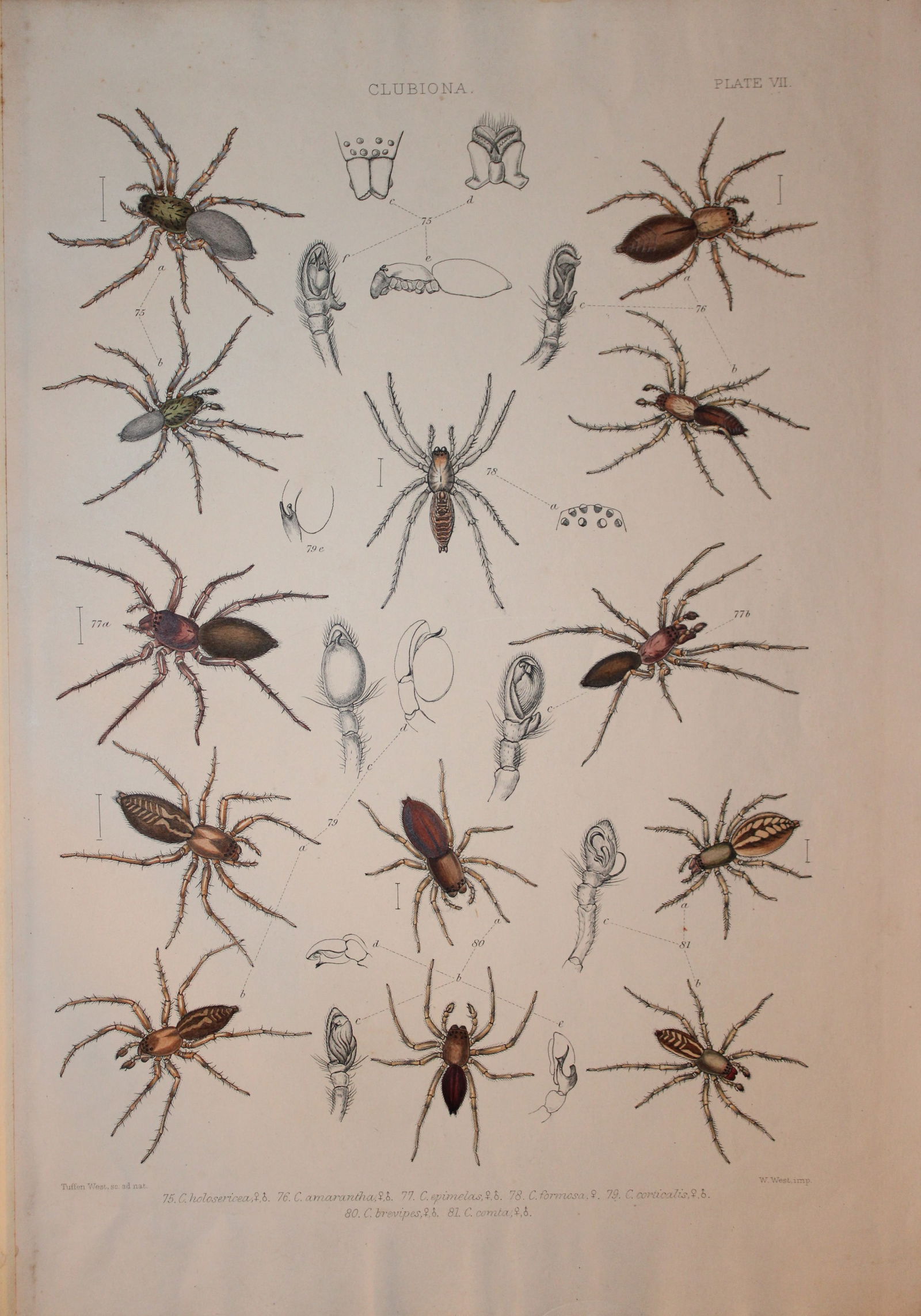 J Blackwall - Hand coloured lithograph of Spiders by Tuffen West 1864 (1 of 1)