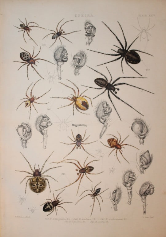 J Blackwall - Hand coloured lithograph of Spiders by Tuffen West 1864 (1 of 1)