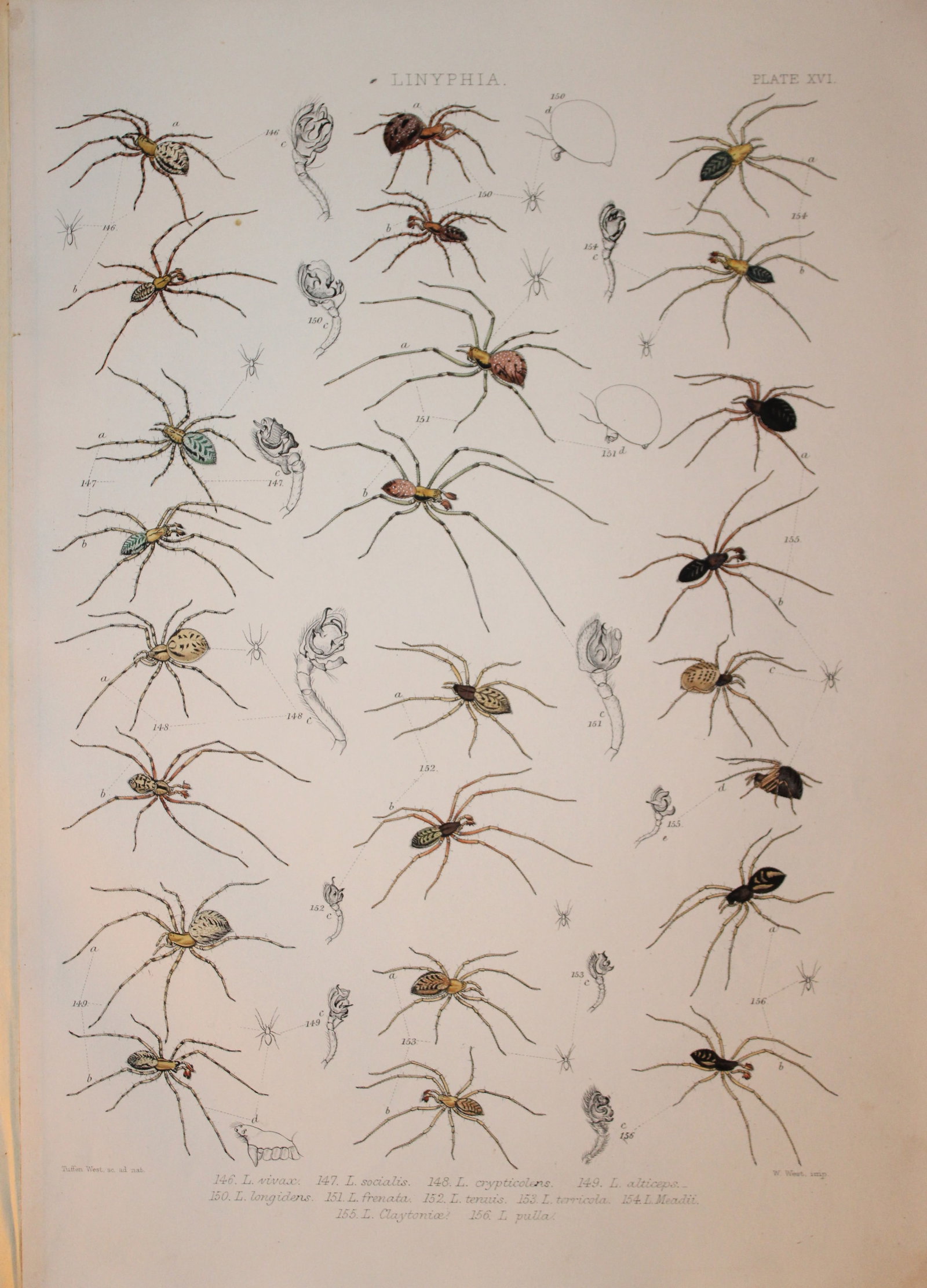 J Blackwall - Hand coloured lithograph of Spiders by Tuffen West 1864: This hand-coloured lithograph is from A History of the Spiders of Great Britain and Ireland by John Blackwall. First edition published for the Ray Society by Robert Hardwicke, Piccadilly London1864. J