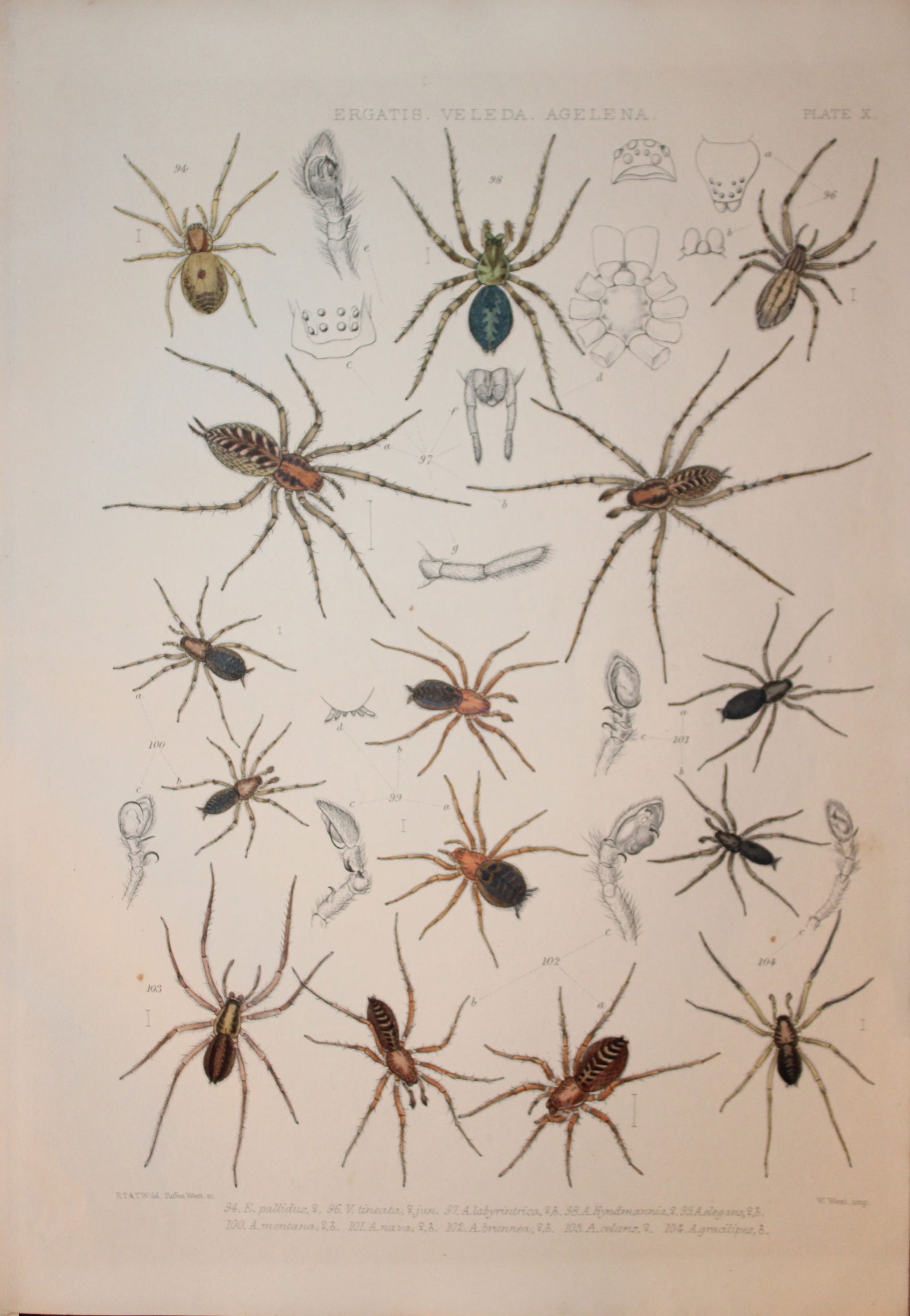 J Blackwall - Hand coloured lithograph of Spiders by Tuffen West 1864 (1 of 1)