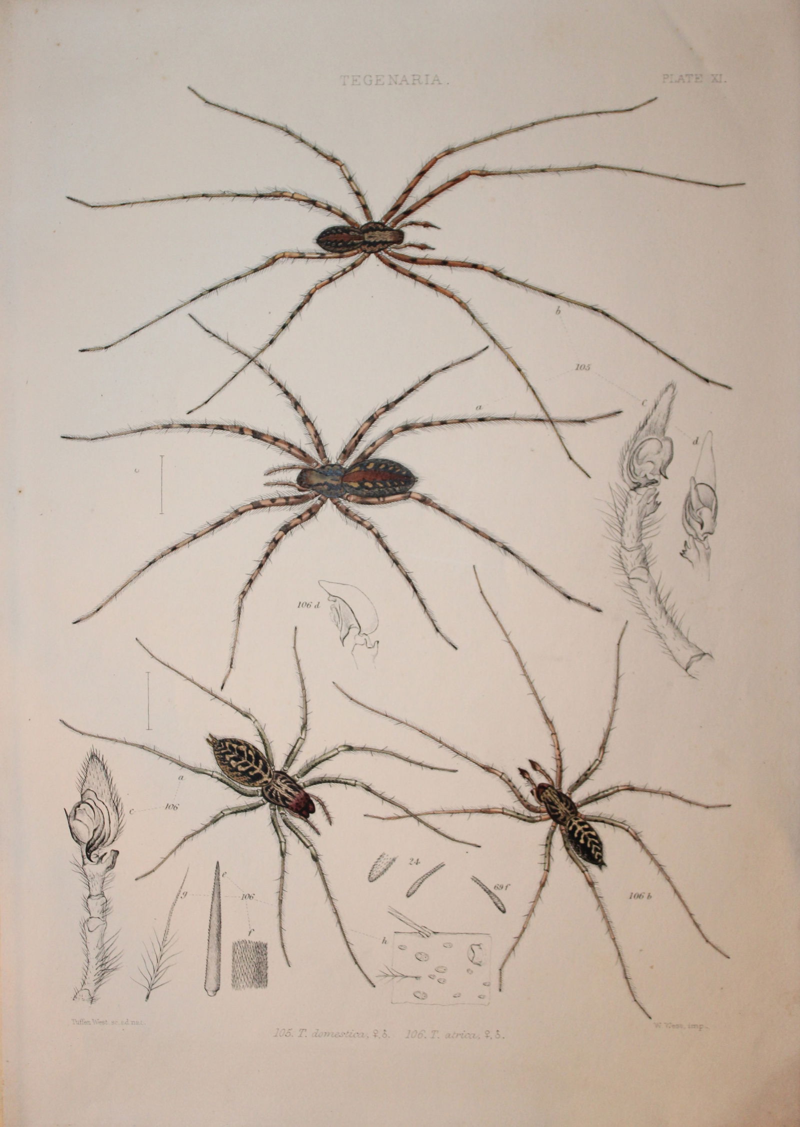 J Blackwall - Hand coloured lithograph of Spiders by Tuffen West 1864 (1 of 1)