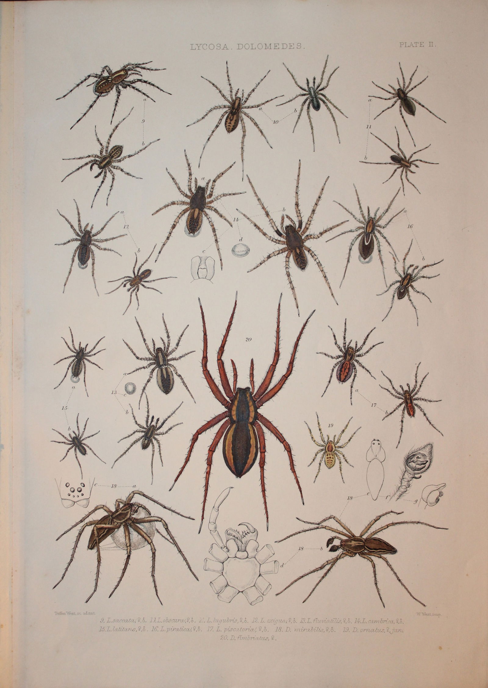 J Blackwall - Hand coloured lithograph of Spiders by Tuffen West 1864 (1 of 1)