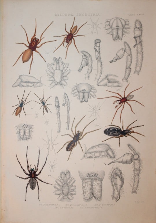 J Blackwall - Hand coloured lithograph of Spiders by Tuffen West 1864 (1 of 1)