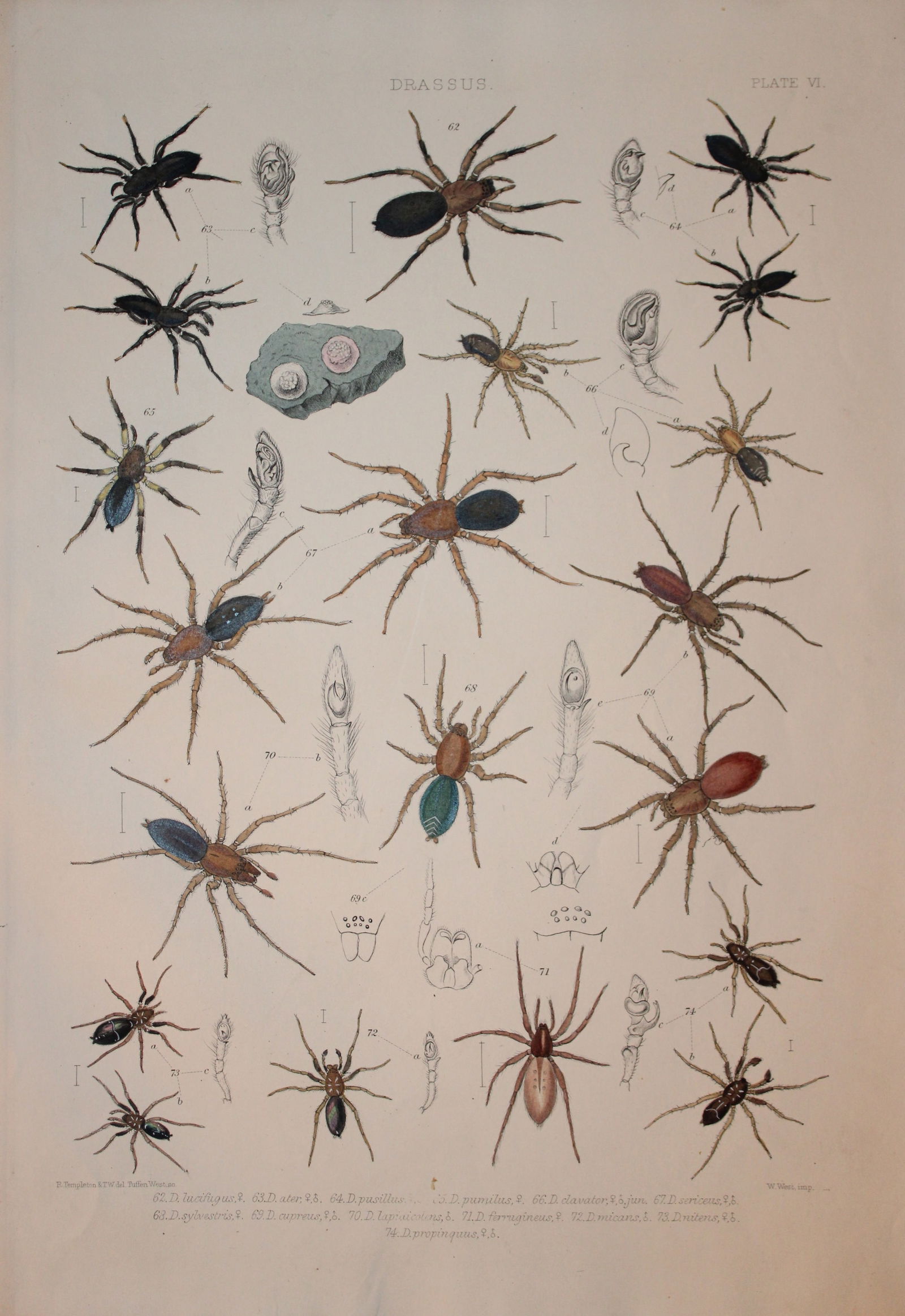 J Blackwall - Hand coloured lithograph of Spiders by Tuffen West 1864 (1 of 1)