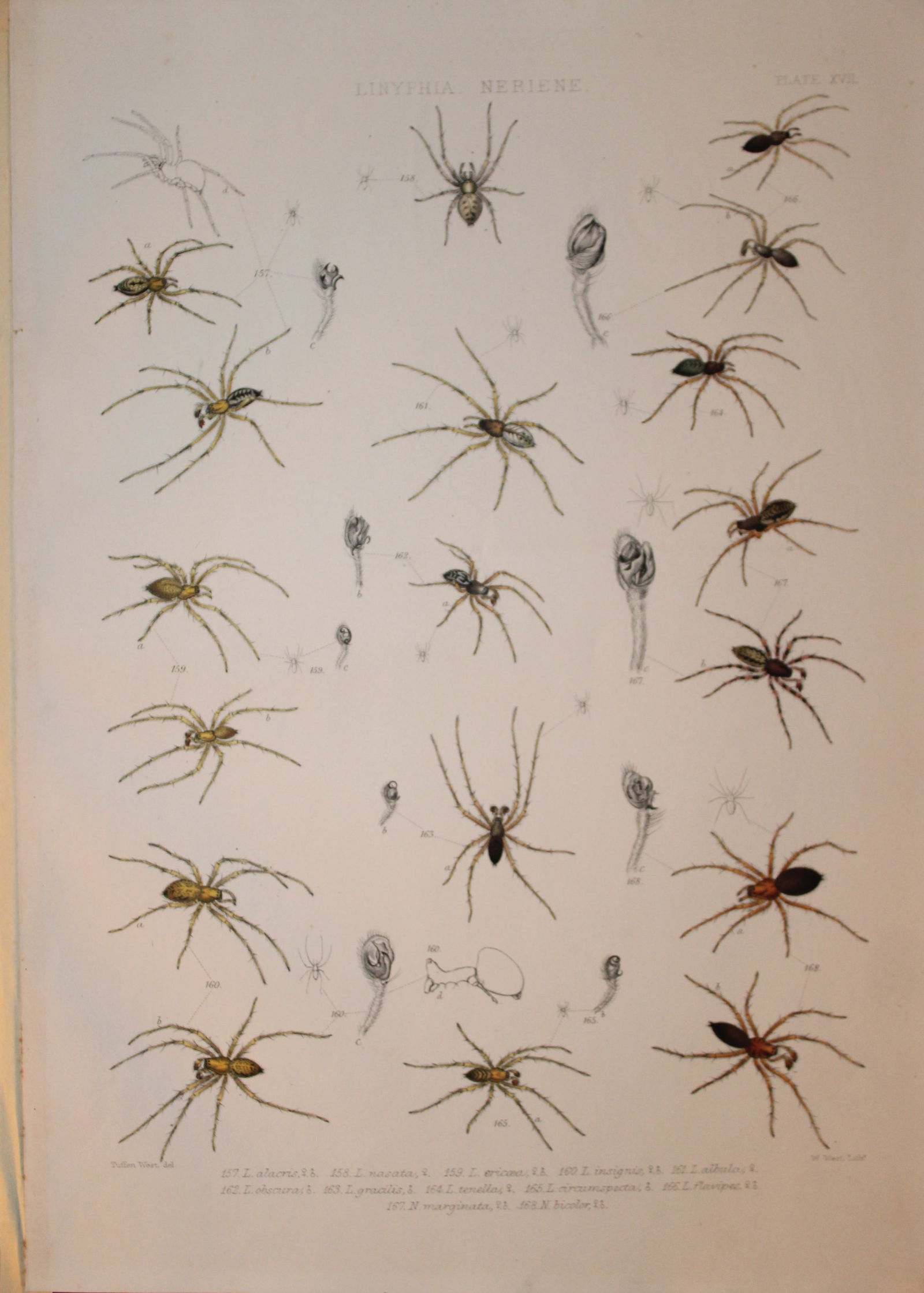 J Blackwall - Hand coloured lithograph of Spiders by Tuffen West 1864: This hand-coloured lithograph is from A History of the Spiders of Great Britain and Ireland by John Blackwall. First edition published for the Ray Society by Robert Hardwicke, Piccadilly London1864. J