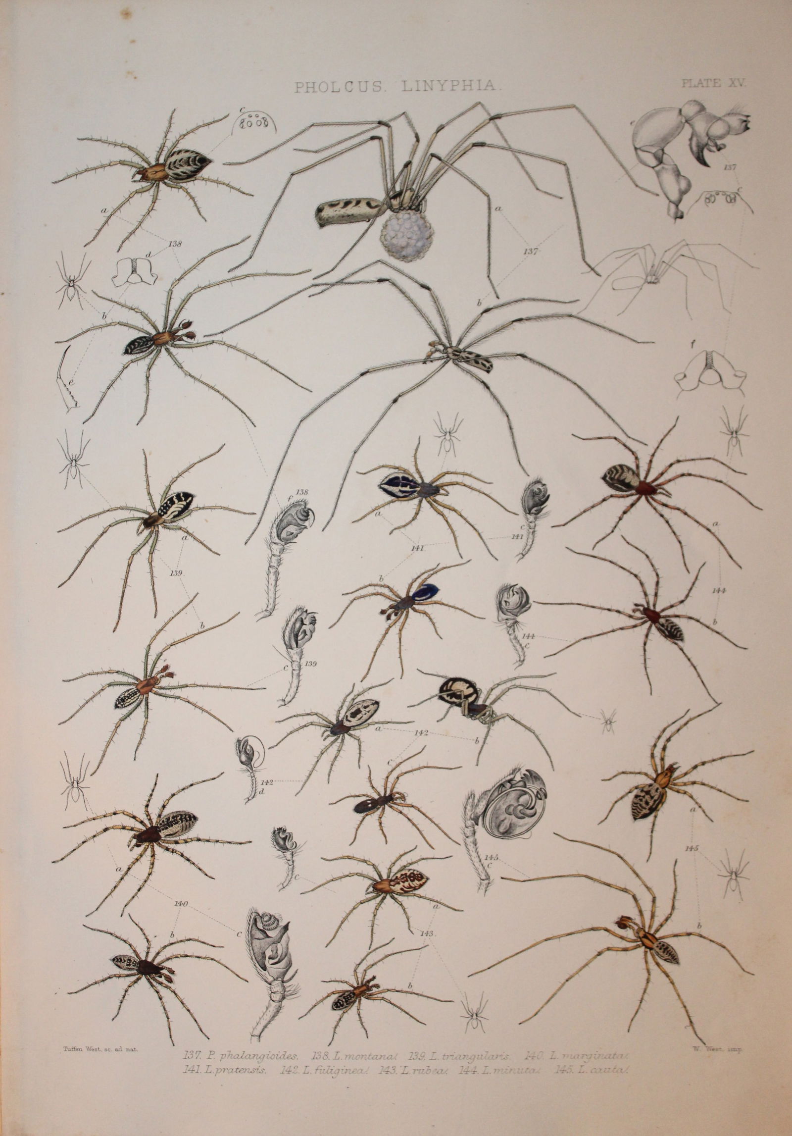 J Blackwall - Hand coloured lithograph of Spiders by Tuffen West 1864 (1 of 1)