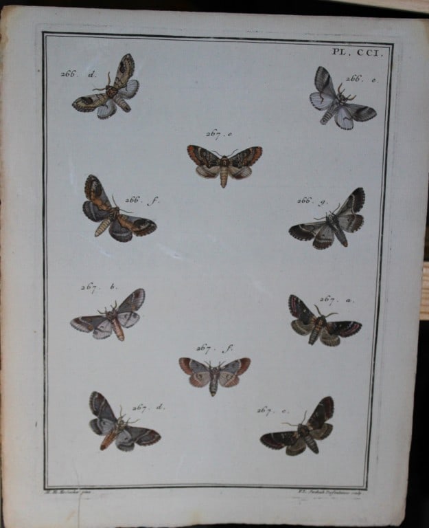 Engramelle - Papillons d'Europe engraving by ME Hochecker 1779-92 (1 of 1)