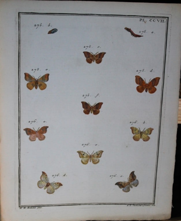 Engramelle - Papillons d'Europe engraving by ME Hochecker 1779-92 (1 of 1)
