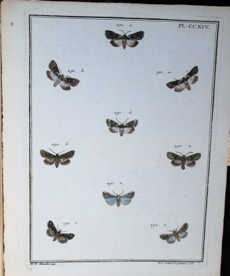 Engramelle - Papillons d'Europe engraving by ME Hochecker 1779-92 (1 of 1)
