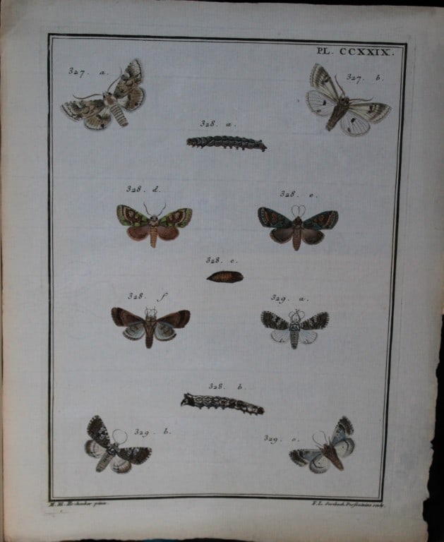 Engramelle - Papillons d'Europe engraving by ME Hochecker 1779-92 (1 of 1)