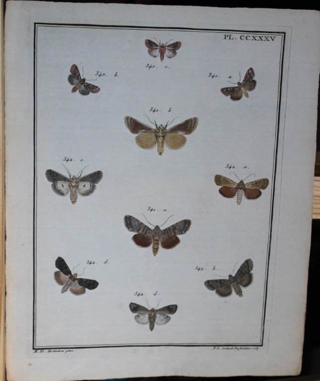Engramelle - Papillons d'Europe engraving by ME Hochecker 1779-92 (1 of 1)