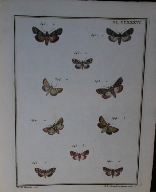 Engramelle - Papillons d'Europe engraving by ME Hochecker 1779-92 (1 of 1)