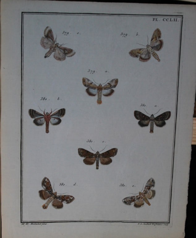 Engramelle - Papillons d'Europe engraving by ME Hochecker 1779-92 (1 of 1)