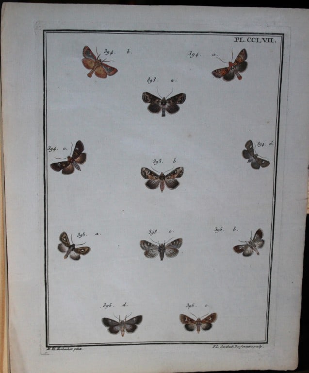 Engramelle - Papillons d'Europe engraving by ME Hochecker 1779-92 (1 of 1)