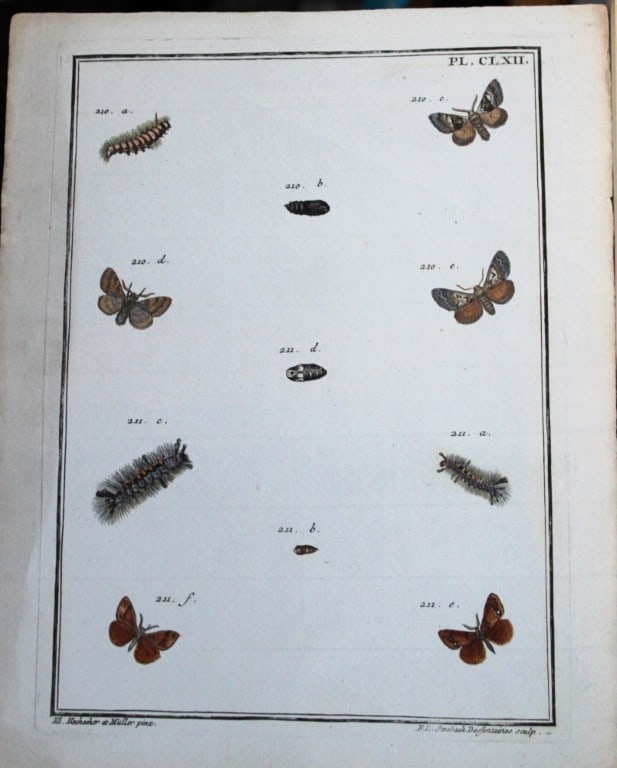 Engramelle - Papillons d'Europe engraving by Hochecker and Muller 1779-92: This hand coloured engraving is from Papillons d'Europe by Jacques Louis Engramelle. Printed by by PM Delaguette and Basan & Poignant, Paris 1779-92. hain-linked, watermarked paper.The engraving and h