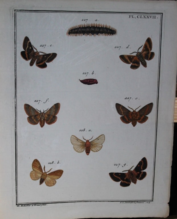 Engramelle - Papillons d'Europe engraving by Hochecker and Kraut 1779-92 (1 of 1)