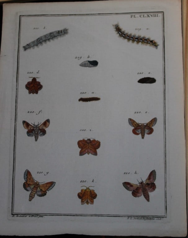 Engramelle - Papillons d'Europe engraving by Hochecker and Kraut 1779-92 (1 of 1)